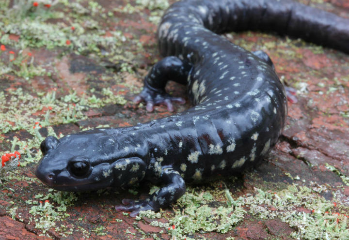 Slimy Salamander